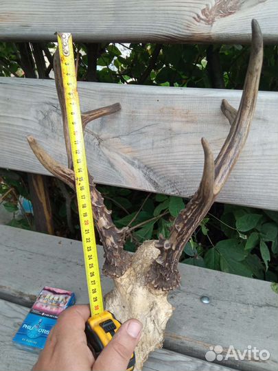 Имитация рогов косули