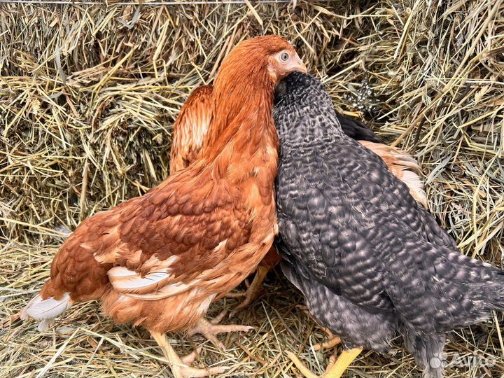 Куры несушки с бесплатной доставкой по области