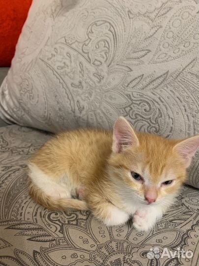 Котенок