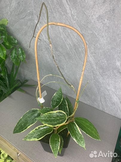 Хойя Macrophylla альбомаргината