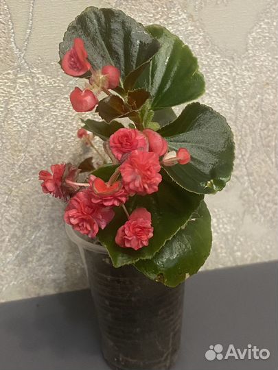 Бегони, традесканция, хлорофитум