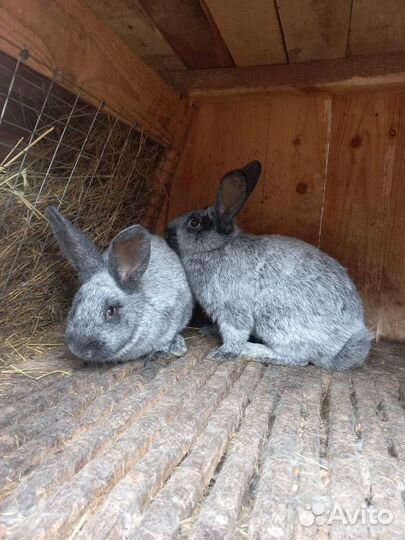 Кролик породы советская шиншила+серебро