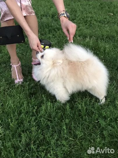 Шпиц померанский Вязка Медвежонок