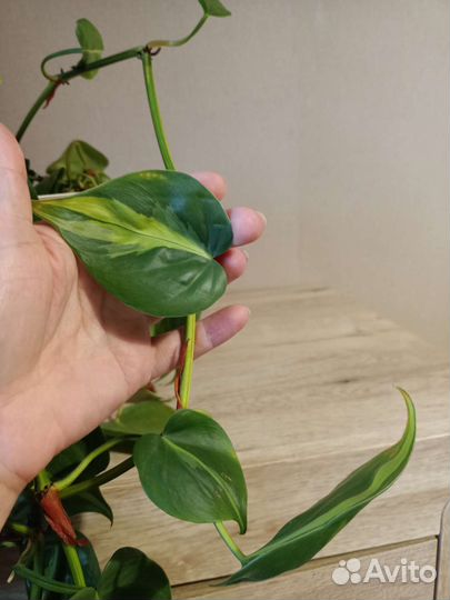 Филодендрон и сингониум