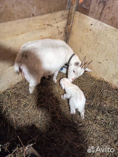 Коза камерунская