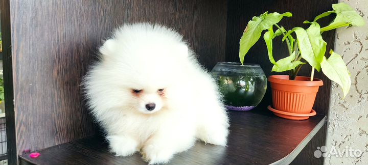 Девочки шпиц