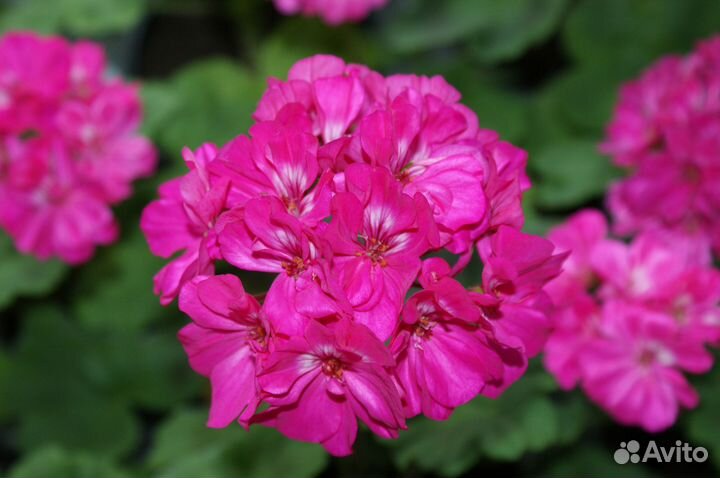 Пеларгония зональная ярко-розовая (герань)