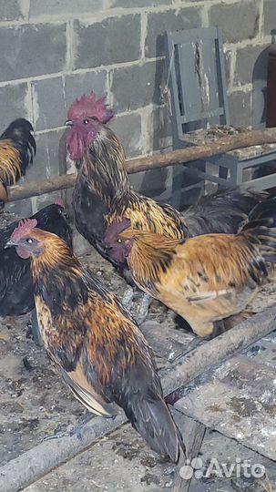 Молодые петухи