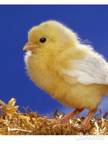 Цыплята инкубационные