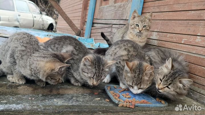 Котята в добрые руки