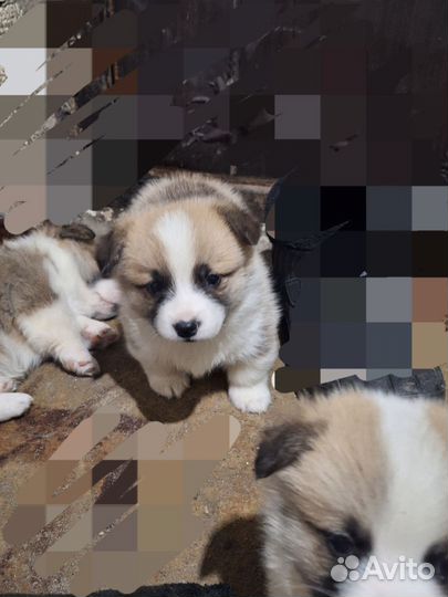Щенки корги