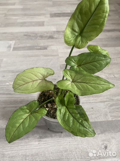 Сингониум Орм Мани