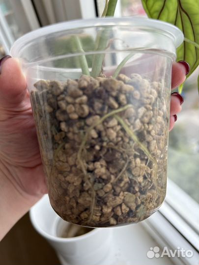 Алоказия шкура дракона