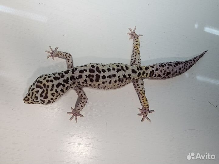 Геккон эублефар