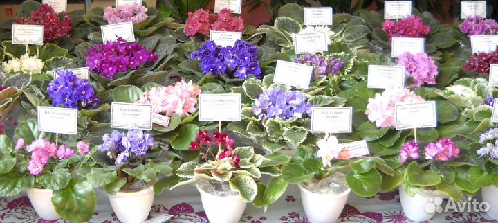 Фиалки сортовые