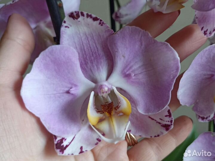 Редкие орхидеи: Бабочка, 3 lips, Восковики