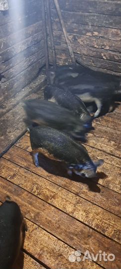 Поросятам 3 месяца