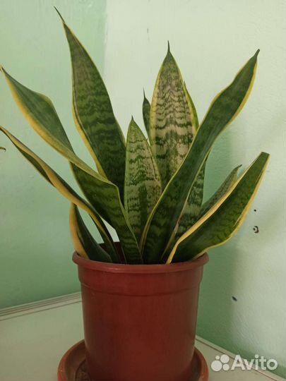 Сансевиерия