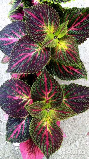 Колеусы сортовые