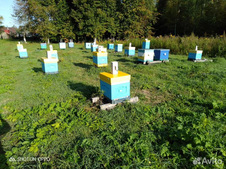 Продается пасека