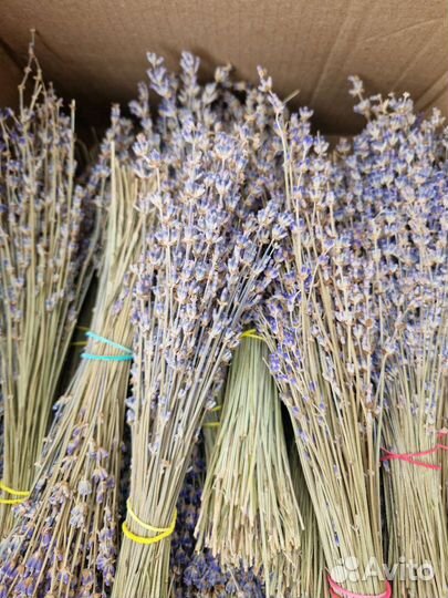 Лаванда сухоцвет