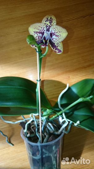 Орхидея фаленопсис