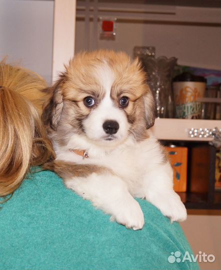 Щенок корги флаффи