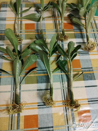 Черенки адениума