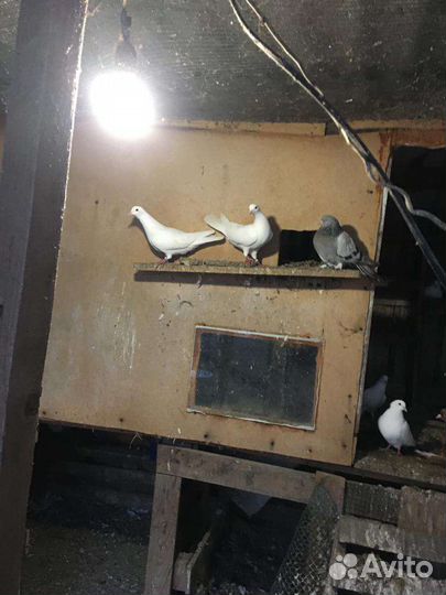 Продажа голубей
