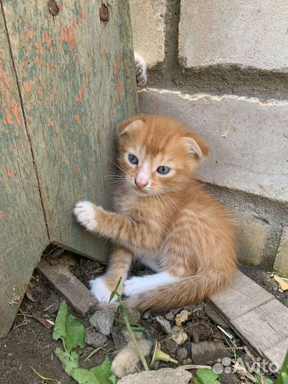 Вислоухие котята