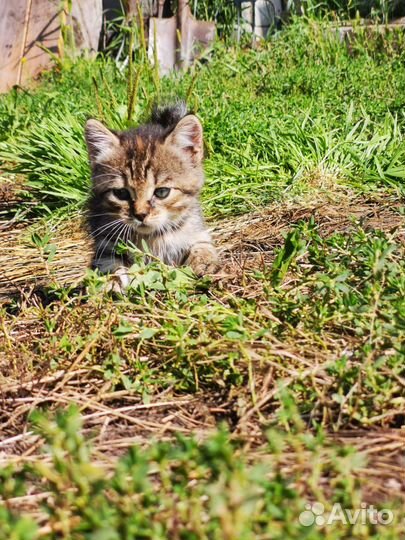 Продаются Котята Мышеловки