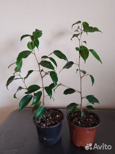 Фикус Бенджамина, хлорофитум кудрявый