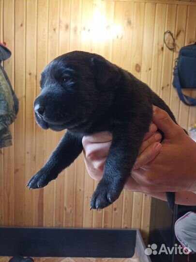 Щенки лабрадора