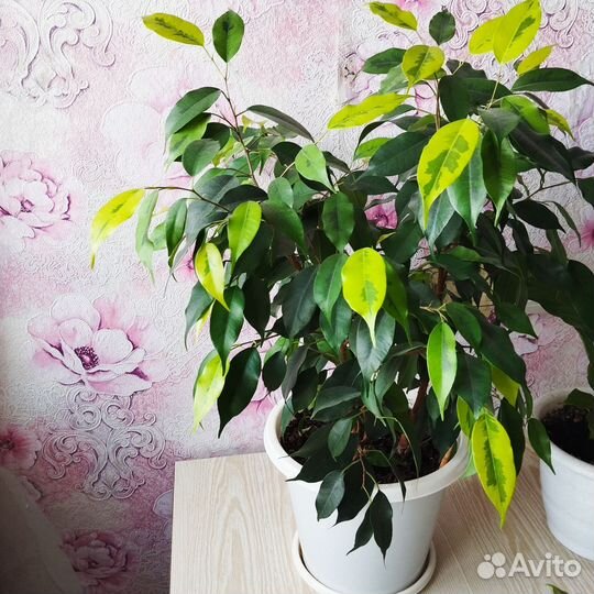 Фикус бенджамина