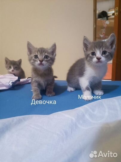 Котята в добрые руки доставка