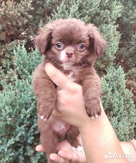 Щенки чихуахуа длинношерстные