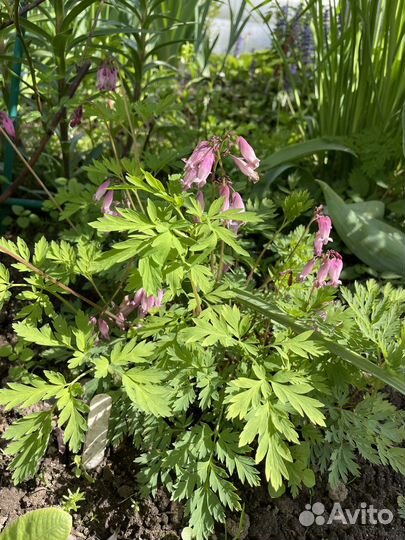 Растения для сада