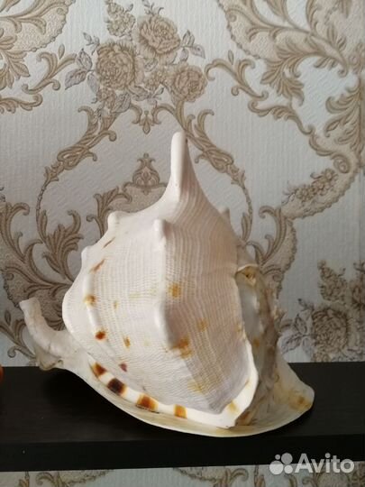 Ракушка 21 см