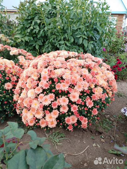 Хризантема мультифлора многолетняя