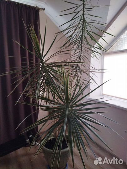 Пальма драцена маргината