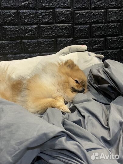 Вязка шпиц мини