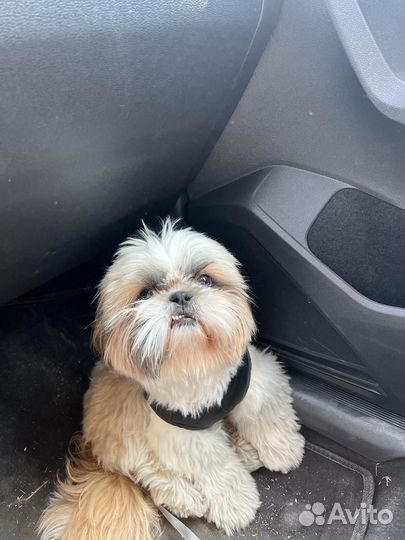 Ши-тцу вязка