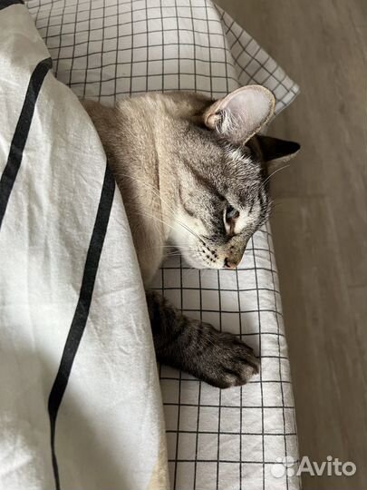 Сиамский кот