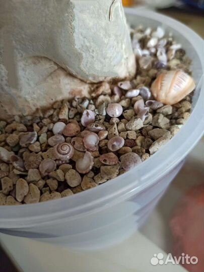 Ракушки морские