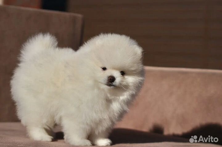 Померанский шпиц мини белый