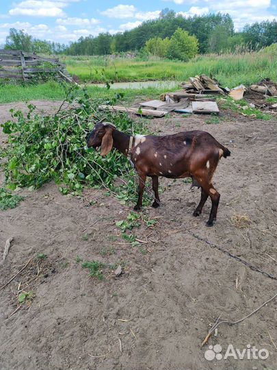 Нубийские козы и козел Камори, козлята