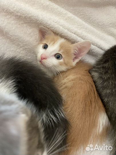 Рыжий котенок мальчик