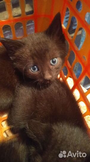 Отдам котят в добрые руки