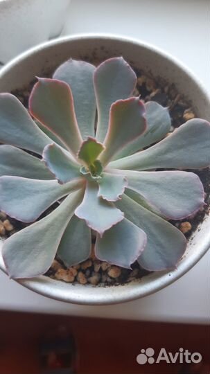 Суккуленты