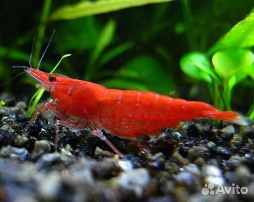 Аквариумные креветки Red Fire (Красный огонь)